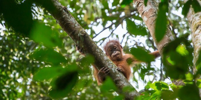 Tropisch Regenwoud van Sumatra