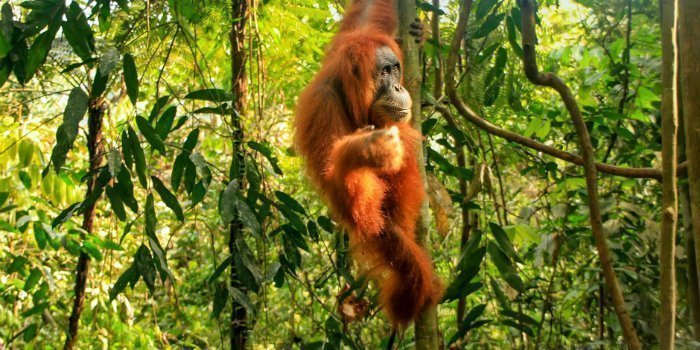 Nationaal park Gunung Leuser op Sumatra in Indonesië