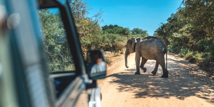 ervaar olifanten op safari