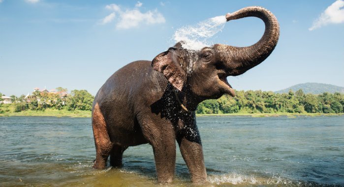 olifantenbaden in de rivier
