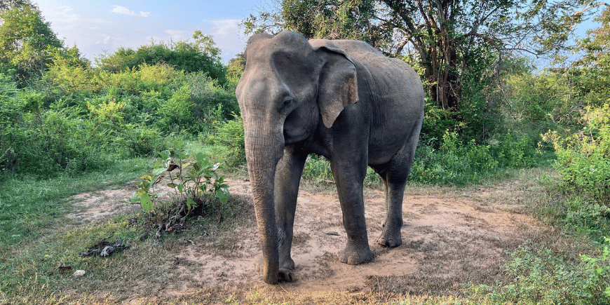 olifant in udawalawe nationaal park sri lanka