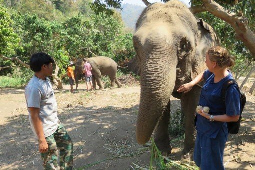 Voederen van olifanten in Elephant Care, Chiang Mai