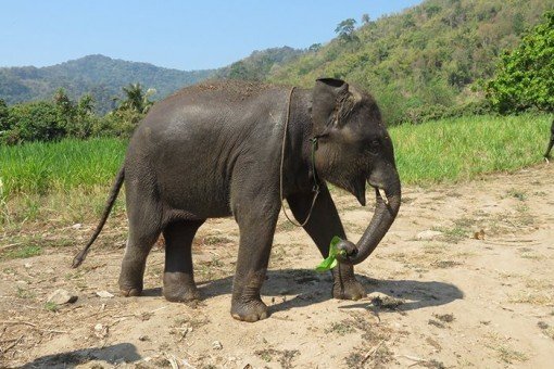Bezoek Elephant Care ten noorden van Chiang Mai