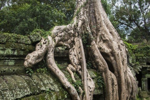Indrukwekkende ruïnestad Angkor overwoekerd door de jungle