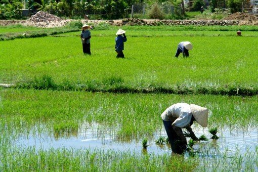 Rijstvelden in Mai Chau