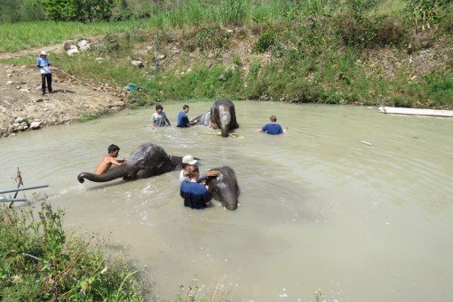 Olifanten krijgen wasbeurt in Elephant Care