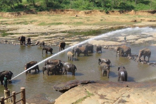 Olifanten lopen door de hoofdstraat van Pinnawela op weg naar de rivier om in bad te gaan