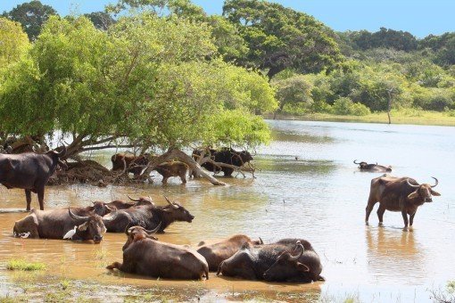 Badende buffels in nationaal park Yala