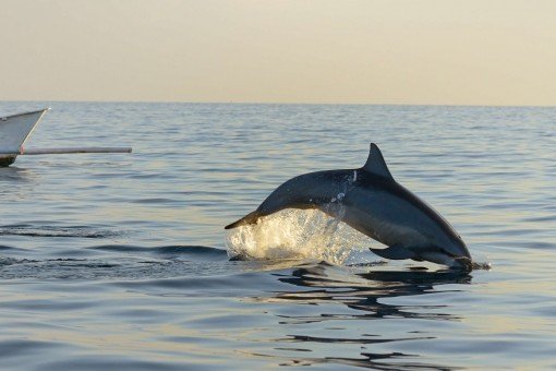 Wilde dolfijnen tijdens een dolfijnsafari in de baai van Lovina