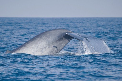 Maak van november tot april de walvissen bij Galle mee