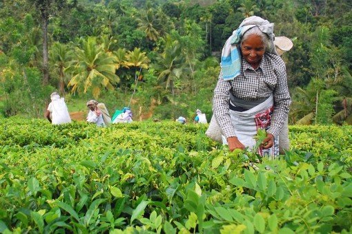 Besøg på Giragama teplantage