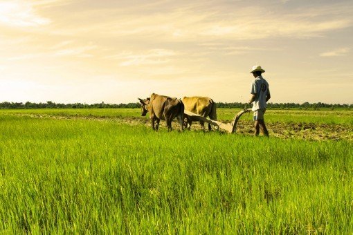 Cambodjaanse boer met door os getrokken ploeg
