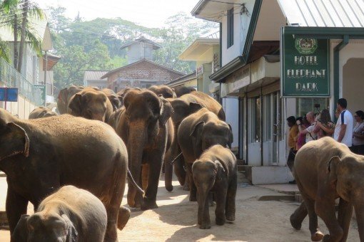 Kudde olifanten uit Pinnawela loopt door de hoofdstraat