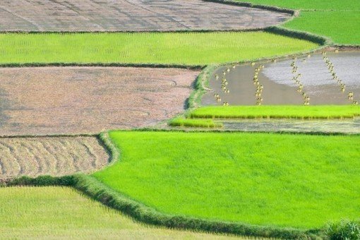 In de Mekongdelta wordt drie keer per jaar rijst geoogst