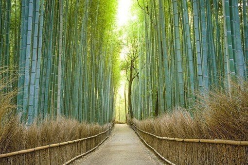 Bamboebos in Arashiyama, Kyoto