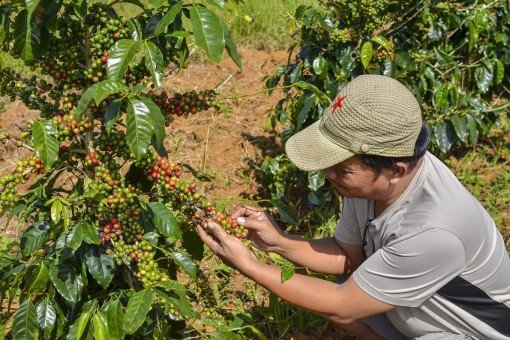 Bezoek aan een koffieplantage bij Kalibaru