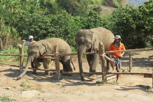 Van dichtbij olifanten beleven in Elephant Care