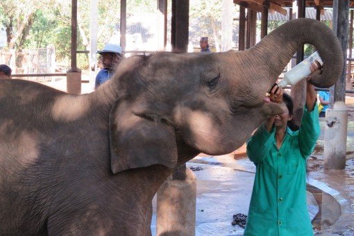 Olifant die met de fles wordt gevoed in het olifantentehuis in Pinnawela