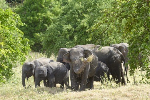 Elefanter i Yala Nationalpark