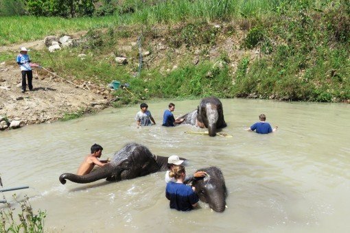 De olifanten in Elephant Care, Chiang Mai, baden en worden gewassen