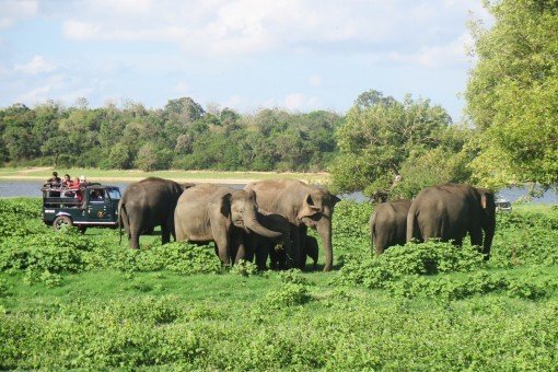 Bekijk de olifanten tijdens een jeepsafari in Nationaal Park Minneriya