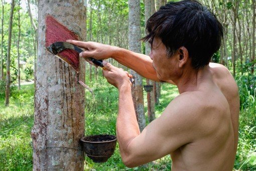 Bezoek aan rubberplantage bij Butik Lawang