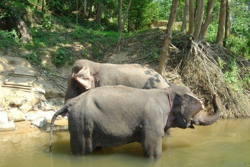 Olifanten in Mon-dorp bij rivier de Kwai