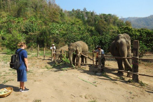 Elephant Care bij Chiang Mai