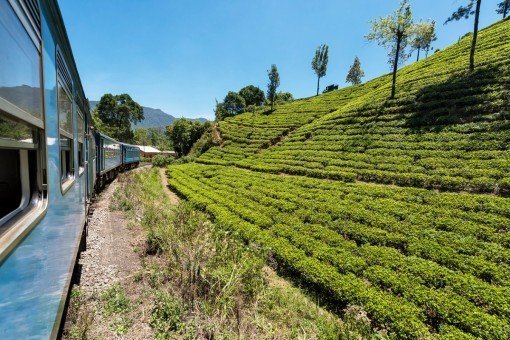 Bekijk de theeplantages tijdens een treinreis van Kandy naar Haputale