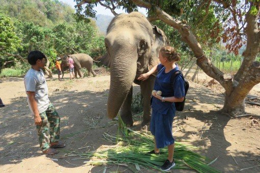 Voederen van de olifanten in Elephant Care